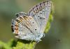 Polyommatus icarus